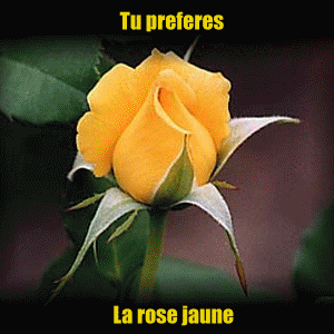 alors qui se que tu emeis le jeunne le blonche est je donne cette fleur a tout qui meme